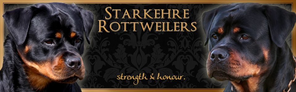 Starkehre Rottweilers